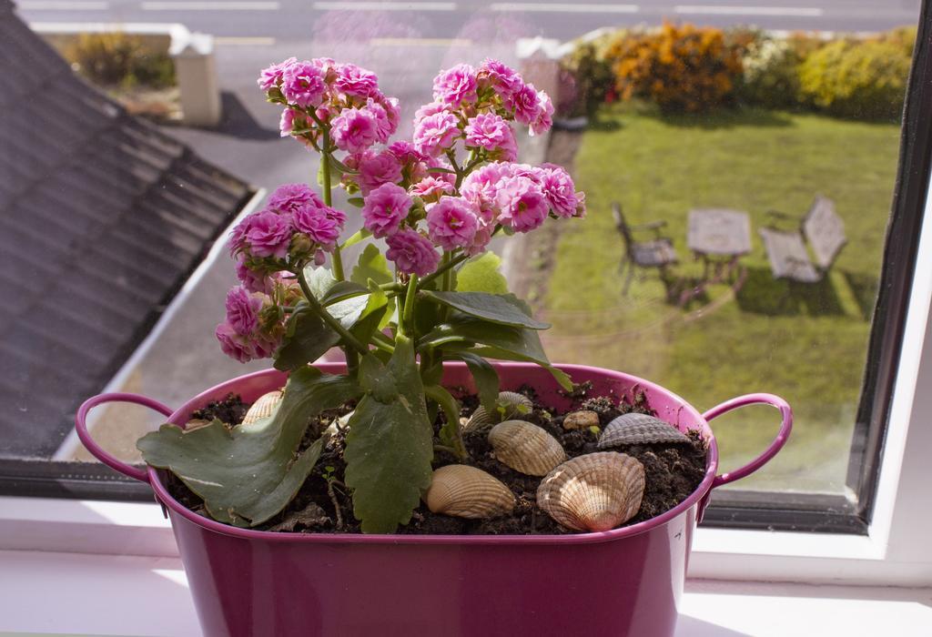 Bed and Breakfast Eagle Heights Enniscrone Exterior foto